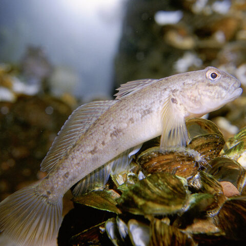 A round goby