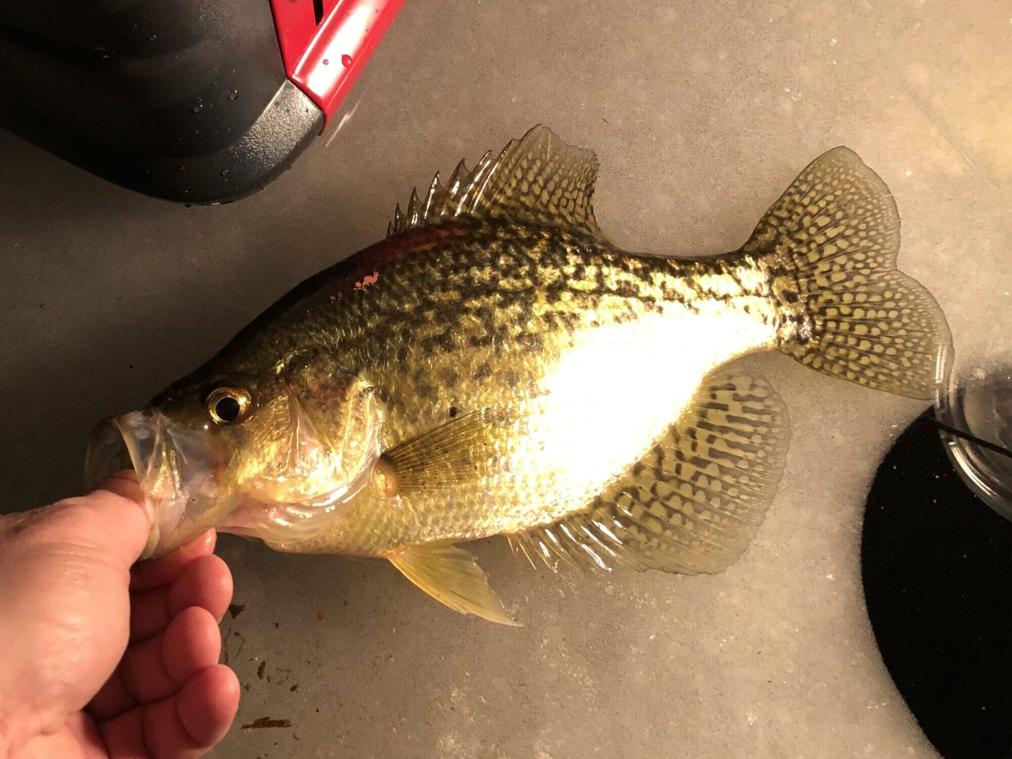 Nighttime Crappies | Michigan Sportsman Forum