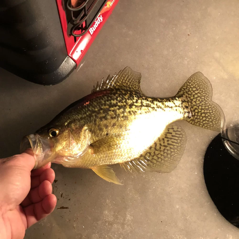 Black crappie laying on ice.