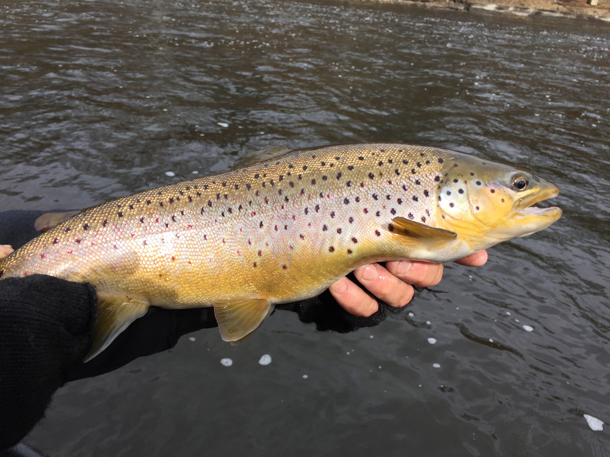 Hands holding brown trout