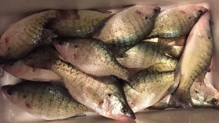 cooler full of white crappie
