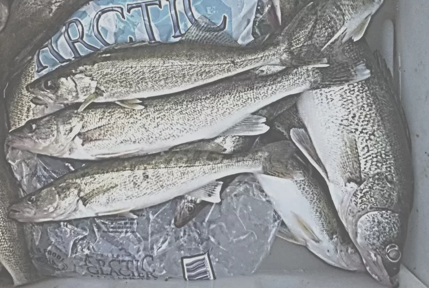 walleye in a cooler with ice
