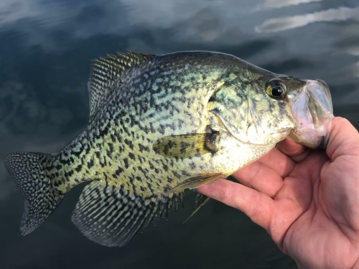 Spring Crappie - The Great Lakes Fisherman