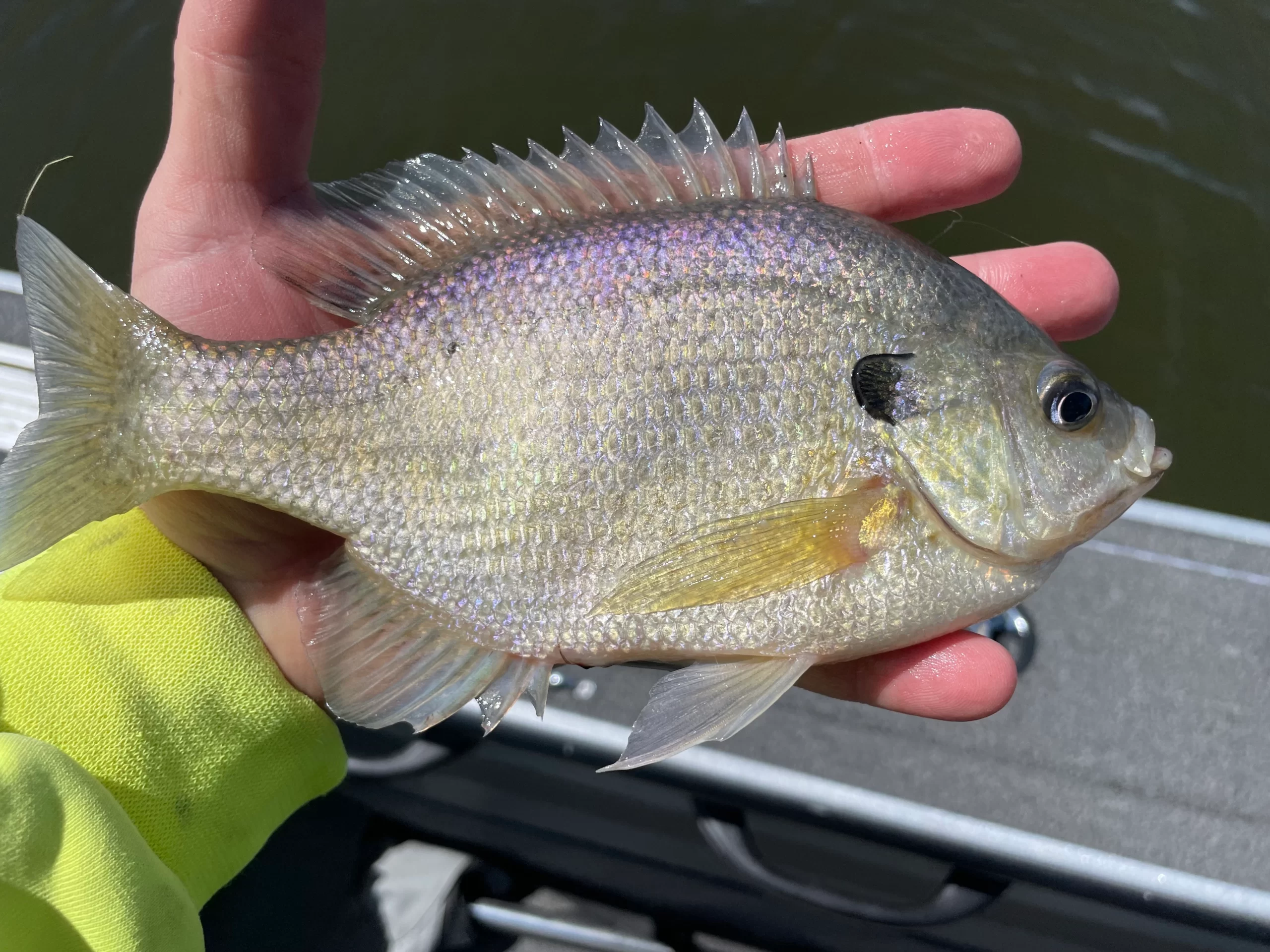 bluegill laying on outstretched hand
