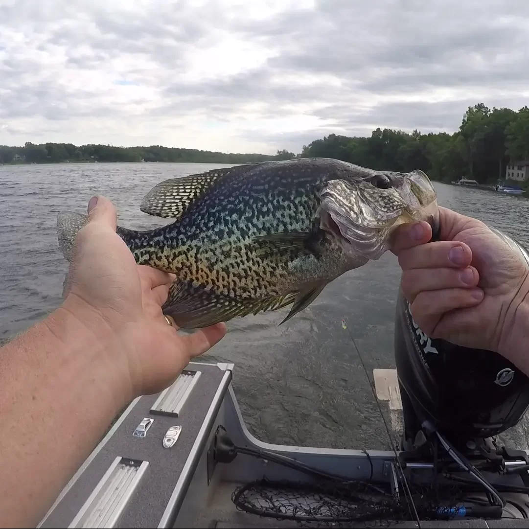 a black crappie held by fisherman