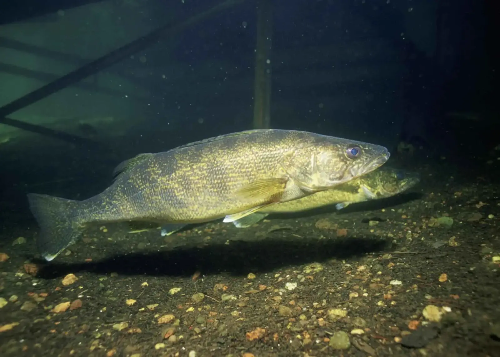 2 walleye underwater at night